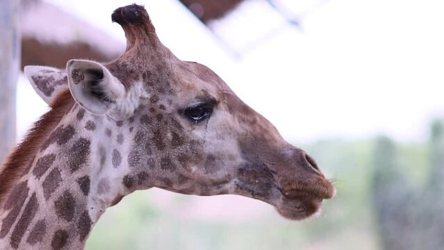 The giraffe chews the food. Curious giraffe in zoo. Close up