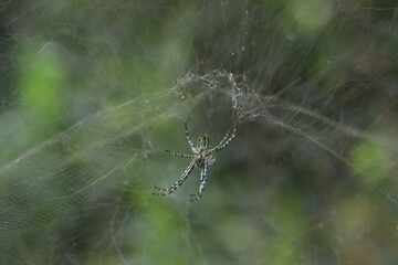 showcases a delicate spider web adorned with glistening water droplets. The web is nestled within a...