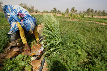 Female Mauritanian farmer washing fresh vegetables at Maaden El Ervane, an oasis of the Adrar...