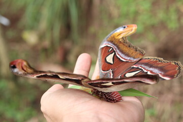 captures the beauty of the Attacus Atlas or Atlas Moth, one of the largest moths in the world, being held delicately in a human hand. perfect for use in scientific or educational materials.