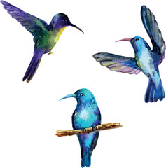 Hummingbird set. Vector illustration. 