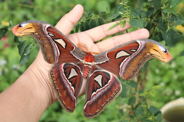 captures the beauty of the Attacus Atlas or Atlas Moth, one of the largest moths in the world,...