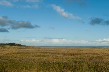 Obraz premium Rietvlakte op Vlieland, Reedbed at Vlieland