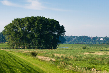 Obraz premium Landscape at Ooijpolder