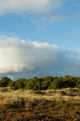 Duinen op Vlieland, Dunes at Vlieland