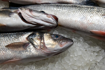 fresh fish on fish market