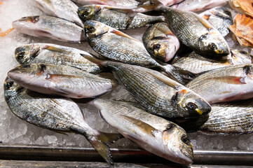 fresh fish on fish market