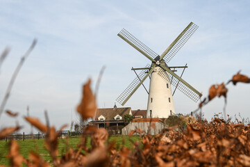 Belgique Belgie Flandres Flanders Lovendegem moulin molen Gent Ghent moulin a vent arbre nature