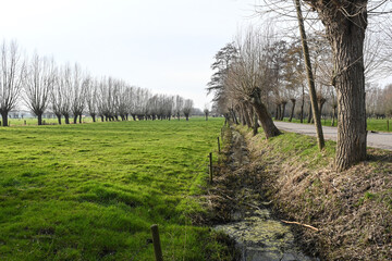 Belgique Belgie Flandres Flanders Lovendegem arbre nature  Gent Ghent