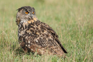 A portrait of an adult Eurasian Eagle Owl resting in a meadow

