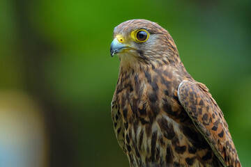 close up of a falcon