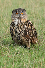 A portrait of an adult Eurasian Eagle Owl resting in a meadow
