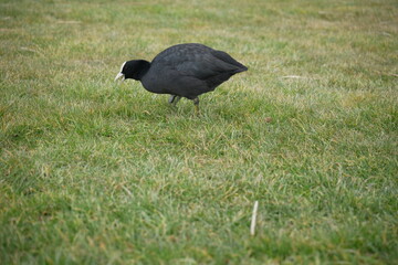 Coot (Fulica atra) is captured walking through green grass field. The bird, with its distinctive black plumage and white beak, is seen moving gracefully through the natural setting.