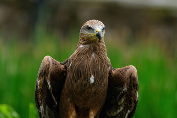 red tailed hawk