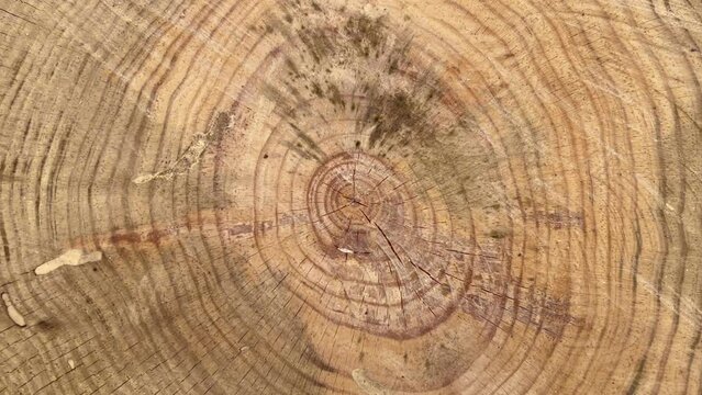 Pine trunk cut. Details of the trunk rotating slowly in vertical format. Tree history