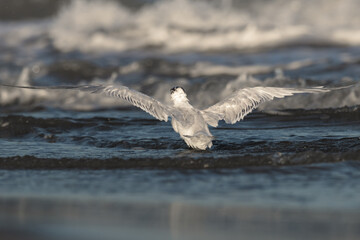 Royal tern in water with the wings opened isolated in the beach from puerto rico