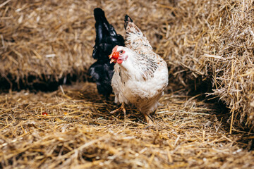 Group of chickens in coop