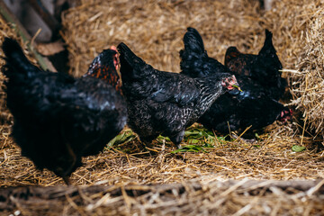 Group of chickens in coop