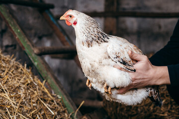 Group of chickens in coop