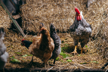 Group of chickens in coop