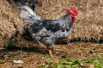 Chicken stay in coop with straw