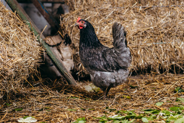 Chicken stay in coop with straw