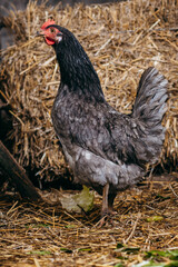 Chicken stay in coop with straw