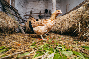 Chicken stay in coop with straw