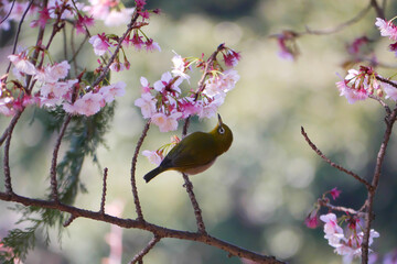日本、神奈川県、冬、寒桜とメジロ