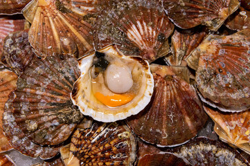 Scallops mussels on fish market