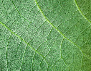 Natural background. The green leaf of the plant. Close-up. Macro background. View from above. Spring background. Space for text. Copy space