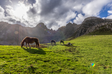  Horses near Maraña Leon Spain, with the Mampodre mountains behind