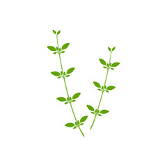Thyme isolated on white background. Herbs. Vector illustration. Flat style.	