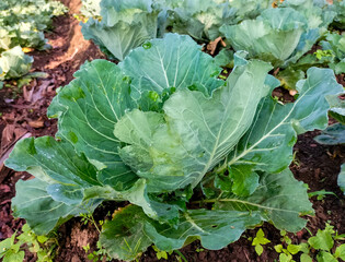 Cabbage or headed cabbage is a leafy green, biennial plant grown as an annual vegetable crop for...