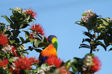 Profile view of one colourful rainbow Lorikeet perched and feeding in red flowers in Australia