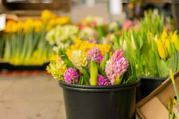 colorful bouquets of blooming hyacinths in black bucket in florist shop, spring flowers