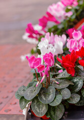 spring flowers, colorful blooming cyclamen in pots on street