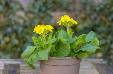blooming yellow primrose flowers in pot on table in the garden