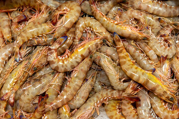 fresh tiger prawns on fish market
