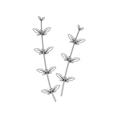 Thyme isolated on white background. Herbs. Vector illustration. 
