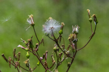 Dandelion flower, white, fragile, with dry leaves, blurred background.