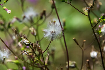 Dandelion flower, white, fragile, with dry leaves, blurred background.