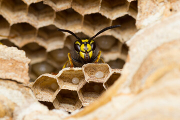 Isolated close-up of a common wasp in its nest (Vespula vulgaris)