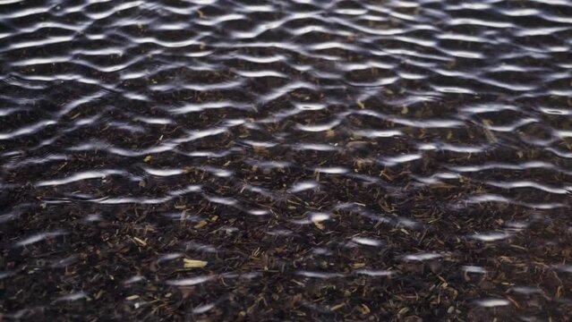 Pieces of wooden branches on the seabed. On the surface of clear, clear water, ripples of the waves of the surf. Sunny spring day. Baltica, Latvia