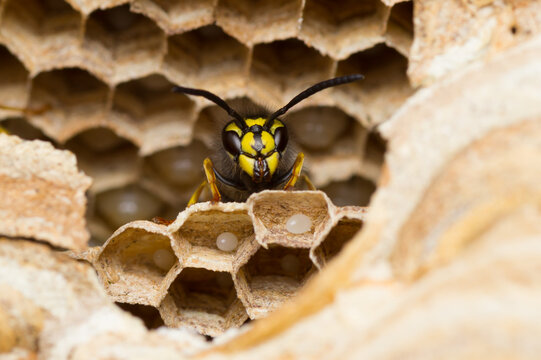 Isolated close-up of a common wasp protecting the eggs in its nest | Vespula vulgaris