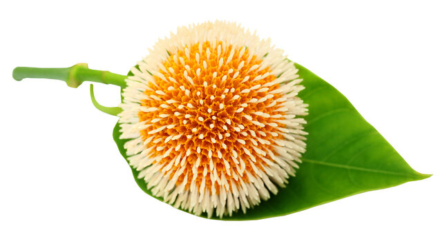 Neolamarckia cadamba or Kodom flower
