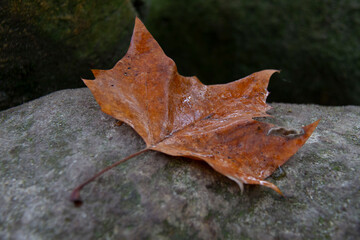 autumn leaf on a stone