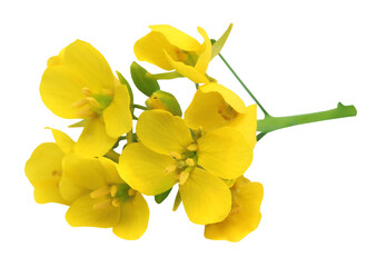 Edible mustard flowers