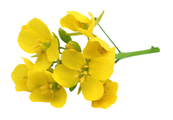 Edible mustard flowers