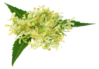 Medicinal neem leaves and flower